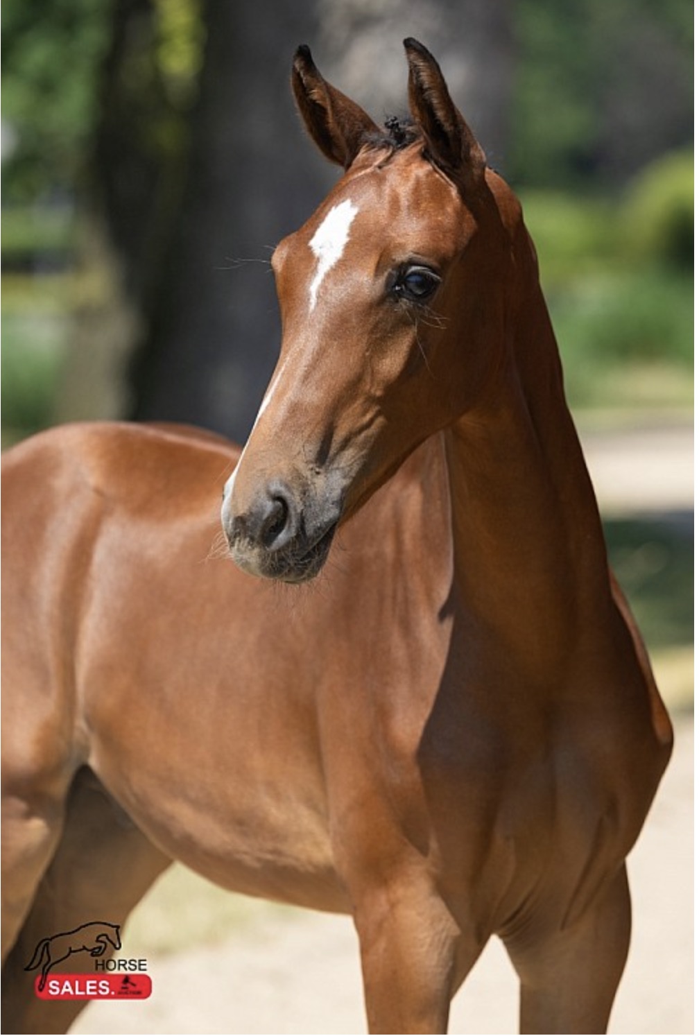 HOLY MOLY v/h Gouden Bit Z (Heartbreaker x Asca Z) neemt deel aan de HorseSales